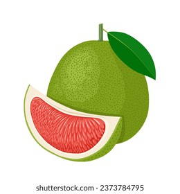 Vector illustration, pomelo or citrus grandis, isolated on white background.