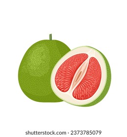 Vector illustration, pomelo or citrus grandis, isolated on white background.