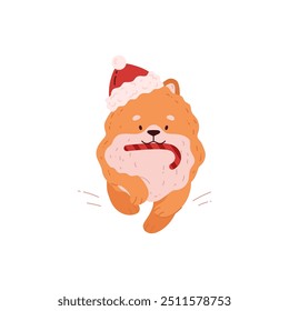 Vector illustration with a pomeranian puppy in a Christmas hat and a sweet caramel cane in his teeth. Cute fluffy orange puppy highlighted on a white background