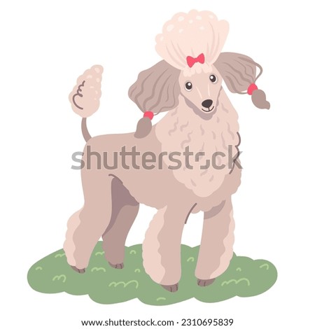 Vector illustration of a poodle dog breed with light gray fur in a minimalist style. Cute pet on a walk and looking at the camera.
