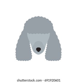 Vector illustration of poodle dog head. Isolated on white background.