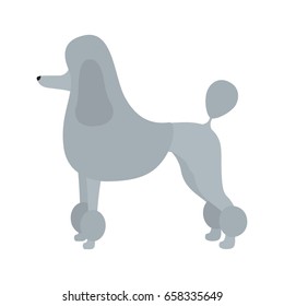 Vector illustration of poodle dog. Isolated on white background.