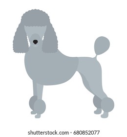 Vector illustration of poodle dog. Isolated on white background.