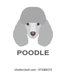 Vector illustration of poodle in flat style. Poodle flat icon.