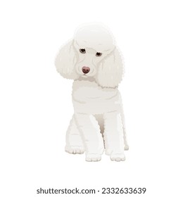 Vector illustration of Poodle. Vector illustration isolated on white.