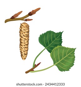 Vector illustration of poplar tree branch and leaf with inflorescence isolated