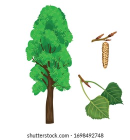 Vector illustration of poplar tree and leaf with inflorescence isolated