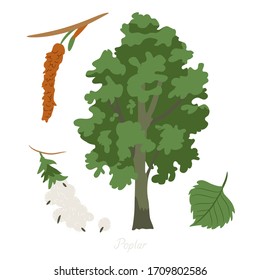 Vector Illustration Of Poplar Tree And Its Parts. 