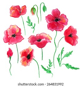 Vector illustration of poppies. Watercolor set  of flowers and leaves vector on white background. Can use for design of  invitation, wedding or greeting cards