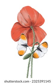 Vector illustration with poppy flower and  butterflies on isolated background for cards, posters, t shirt design, bags design, invitations,  postcards, wall art and more.