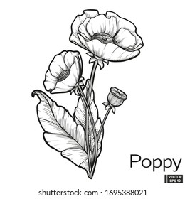 Vector illustration. Poppy flower hand draw vintage style. Black and white clip art isolated on white background. Blossom meadow flowers ink stile.