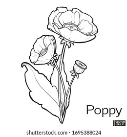 Vector illustration. Poppy flower hand draw vintage style. Black and white clip art isolated on white background. Blossom meadow flowers ink stile.