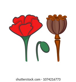 Vector illustration of poppy flower set.