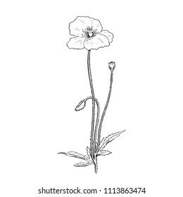 Vector illustration of poppy flower twig sketch engraving - in vintage botanical illustration engraved manner - meadow wildflower brunches isolated on white