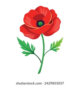 Vector of illustration poppy on white