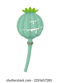 Vektorgrafik, Mohnsamenkopf oder Papaver somniferum einzeln auf weißem Hintergrund.