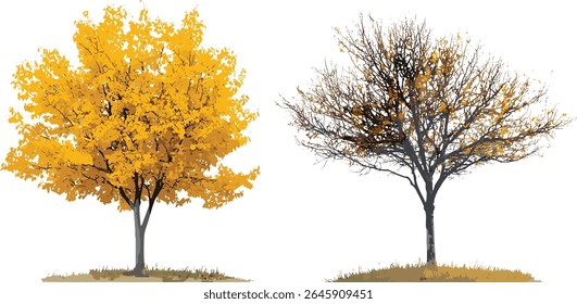 Ilustração vetorial de Populus tremula e Hamamelis × árvores de outono intermédia, pequenas árvores caducifólias, gráficos de plantas isoladas, elementos de folhagem de queda, desenho de paisagem,