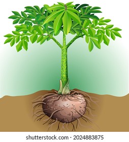 Vector illustration of porang tuber plant.