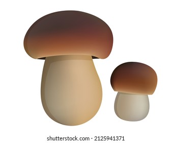 Vector illustration of porcini mushroom isolated on white background. Realistic rendering of cep. 