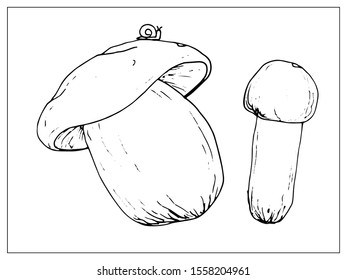 Vector illustration with porcini mushrooms. Isolated object on a white background. Linear hand drawn illustration. Outline style