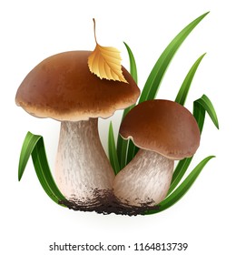 Vector illustration - Porcini mushrooms set Isolated on white background. EPS 10