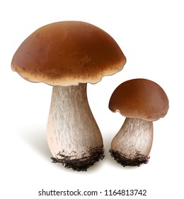 Vector illustration - Porcini mushrooms set Isolated on white background. EPS 10