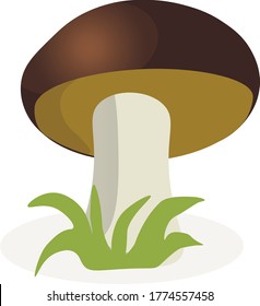 Vector illustration - Porcini mushrooms set Isolated on white background.