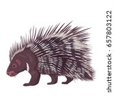 Vector Illustration Porcupine Isolated 