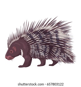 Vector Illustration Porcupine Isolated 