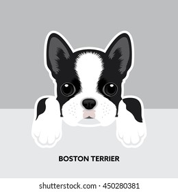 Vector Illustration Portrait of Boston Terrier Puppy. Dog isolated
