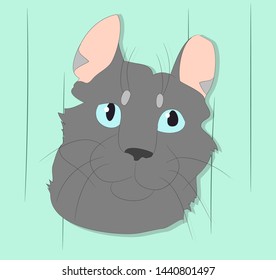 vector illustration of a portrait of a cat on a colored background, bright background, vector