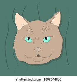 vector illustration of a portrait of a cat on a colored background, bright background, vector