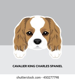 Vector Illustration Portrait of Cavalier King Charles Spaniel Puppy. Dog isolated