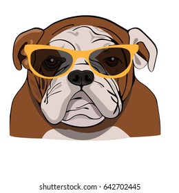 Vector Illustration Portrait of English Bulldog. Dog isolated. Flat design. Color vector icon illustration.