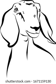 Vector illustration portrait of goat