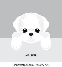 Vector Illustration Portrait Of Maltese Puppy. Dog Isolated