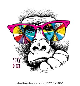 Vector illustration. Portrait of Monkey in a rainbow color glasses. Stay cool - lettering quote. Poster, t-shirt composition, hand drawn style print.
