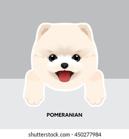 Vector Illustration Portrait of Pomeranian Puppy. Dog isolated