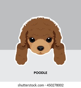 Vector Illustration Portrait of Poodle Puppy. Dog isolated