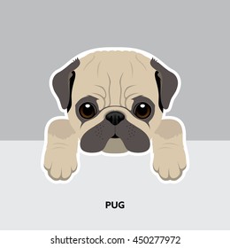 Vector Illustration Portrait of Pug Puppy. Dog isolated