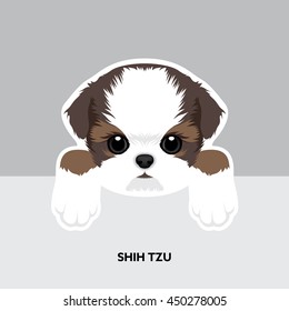 Vector Illustration Portrait of Shih Tzu Puppy. Dog isolated