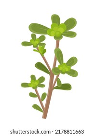 Vector illustration, Portulaca oleracea or common purslane, also known as little hogweed, isolated on white background