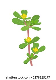 Vector illustration, Portulaca oleracea or common purslane, also known as little hogweed, isolated on white background