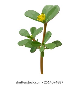 Vector illustration, Portulaca oleracea or common purslane, also known as little hogweed, isolated on white background.