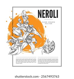 Vector illustration of poster featuring black and white sketch of neroli flowers and fruit slice. Organic elements sketch, perfect for botanical advertising, flyer or leaflets. Space for text.