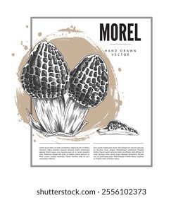 Vector illustration of a poster with sketches of morel mushrooms, whole and half, in a square frame. Hand drawn leaflet is suitable as an advertising educational poster. Edible mushroom.