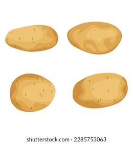 Vector illustration of potato. Half peeled potato with the twirling skin peel over it, composition sliced potato isolated white background for menu and packaging illustration