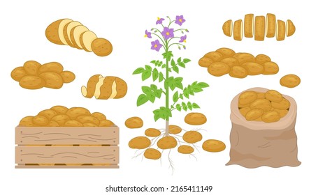 Vector illustration of Potato products set. Chips, pancakes, french fries, whole root potatoes in cartoon realistic style. Harvest vegetables icons.