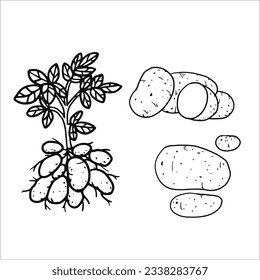 vector illustration of potatoes as a fresh plantation product on a black sketch and white background, can be used as a banner, poster or template