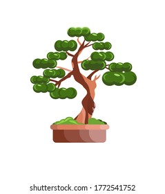 vector illustration of a potted bonsai tree on an isolated background.home indoor plant